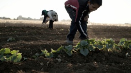 UNICEF: Pestycydy zagrażają zdrowiu dzieci w Polsce