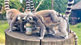 Kielecki Majonez kontynuuje wsparcie dla madagaskarskich lemurów
