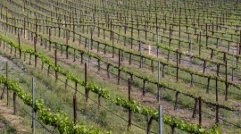 Ożywienie w eksporcie wina z RPA – Hillebrand Gori o sytuacji w branży
