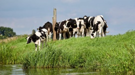 Podlasie stolicą produktów mlecznych